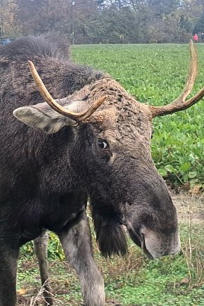 Po ulicy, tuż przy szkole chodził... łoś-2378