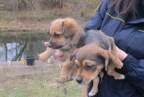 Ktoś porzucił dwa szczeniaki! Znaleziono je w pobliżu Wisły-394967