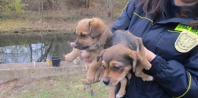 Ktoś porzucił dwa szczeniaki! Znaleziono je w pobliżu Wisły-394967