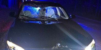 Tuż przed auto wbiegł łoś. Zwierzę nie miało szans na przeżycie [FOTO]-396697