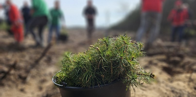 Sadzenie lasu z ORLENEM. Wyrośnie kilka tysięcy młodych drzew [FILM, FOTO] - 397781