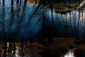 Piękne oblicze bagien na fotografii. Będzie wystawa-398221