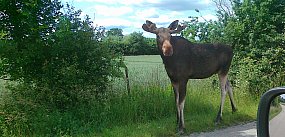 Łoś na ulicy w Rogozinie zatrzymał ruch [FOTO]