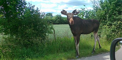Łoś na ulicy w Rogozinie zatrzymał ruch [FOTO]-398784