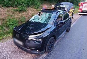 Zderzenie z łosiem pod Płockiem. Utrudnienia na DK62-398896