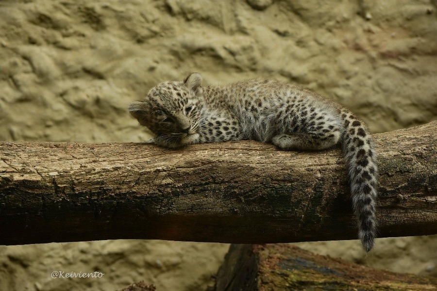 materiały prasowe ZOO Płock