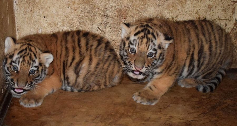 Zoo Płock