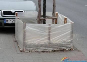 Drzewa ubrane na zimę