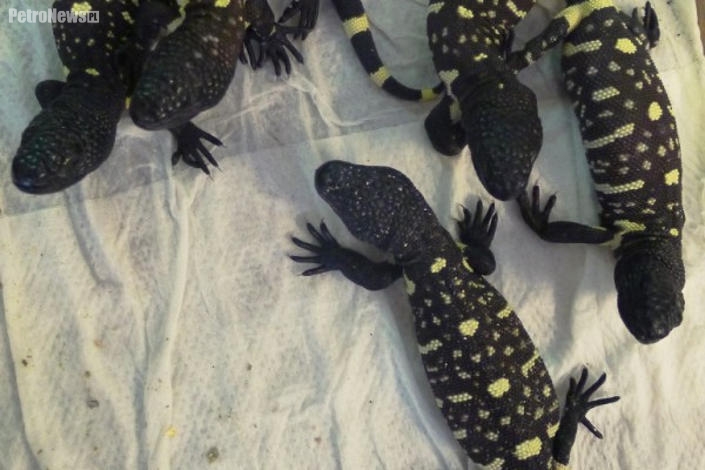 W płockim ZOO urodziła się foczka