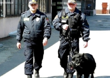 Z redakcyjnej skrzynki: czy straż miejska radzi sobie z psami?