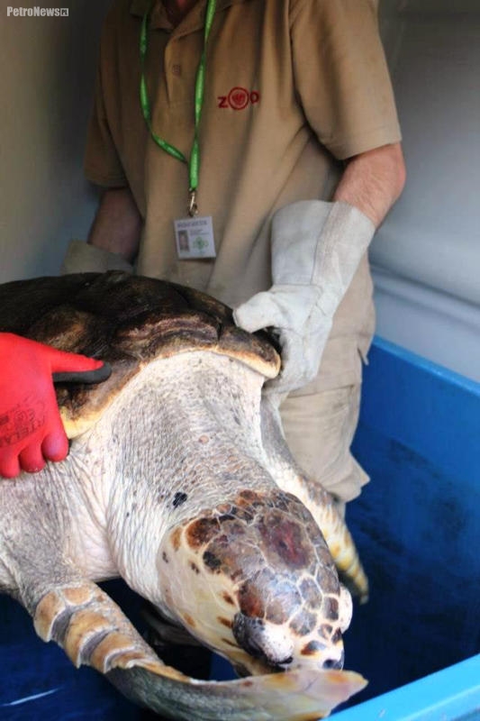 Największy żółw płockiego ZOO przeprowadził się do Wrocławia