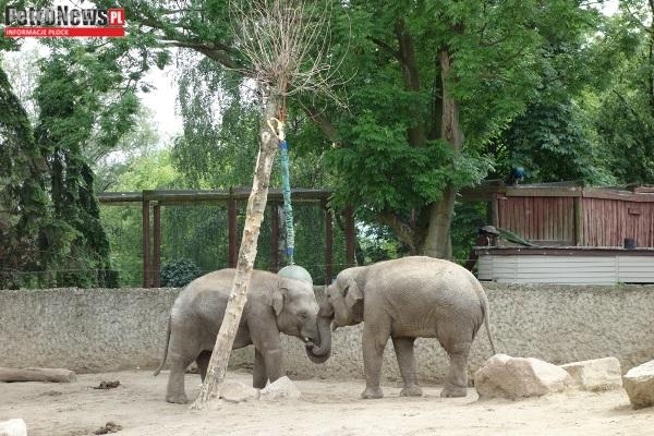 Jak bawiły się dzieci w ZOO? Zobacz i… przyjdź jutro