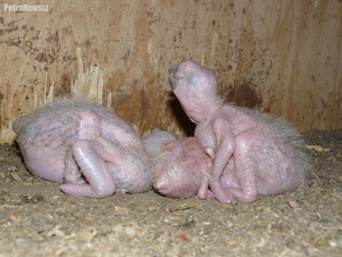 W płockim zoo wykluły się trzy ary [ZOBACZ]
