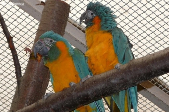 Nowi lokatorzy płockiego zoo przybyli z Izraela, Francji i Zamościa