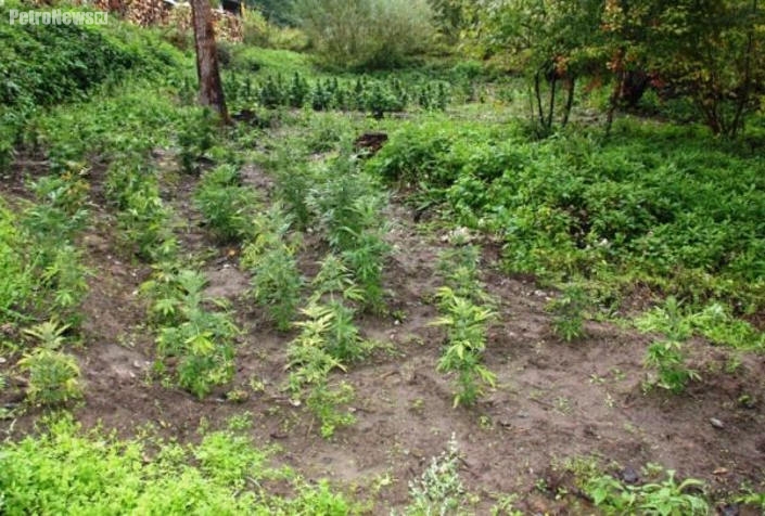 CBŚ zlikwidowała plantację marihuany
