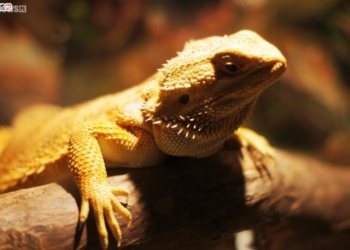 „Gady nie są takie straszne, jak je malują” [ZDJĘCIA]