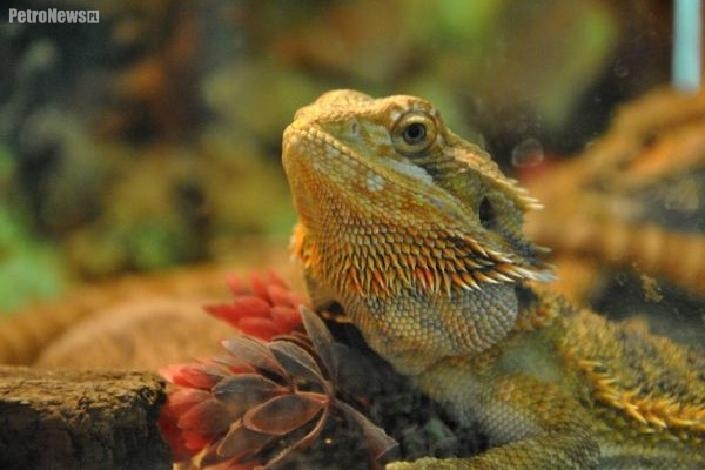 Gady i płazy w Spółdzielczym Domu Kultury