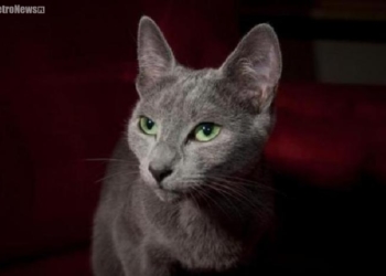 Koty rasowe pójdą do szkoły