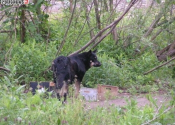 Kto zajmuje się bezpańskimi psami? – interwencja czytelniczki