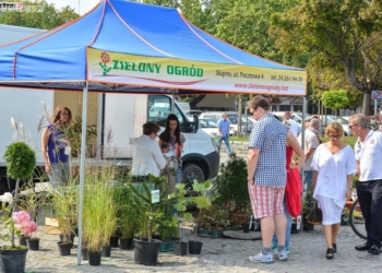 Ognik szkarłatny, pieris a może irga spiralna?