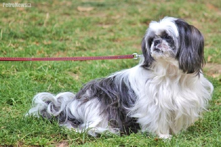 A może da się przywiązać sercem?