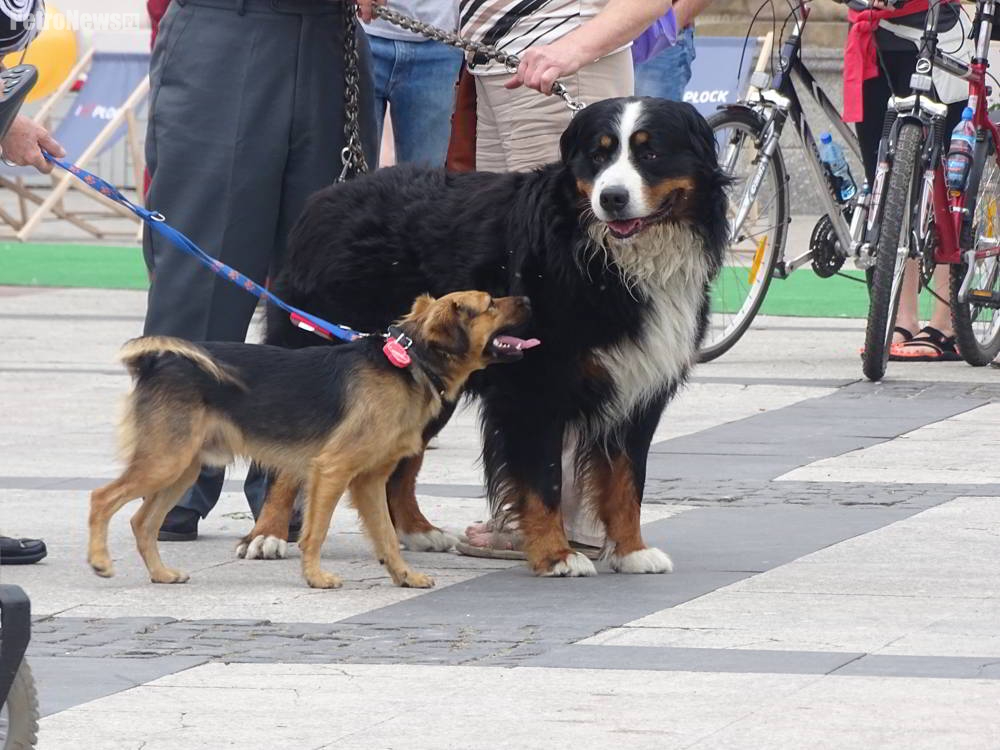 Psia impreza przed ratuszem