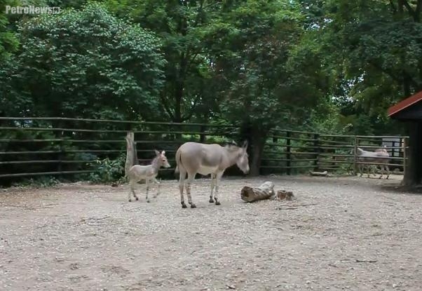 Pierwszy spacer oślego malucha w płockim ZOO. Zobaczcie film!