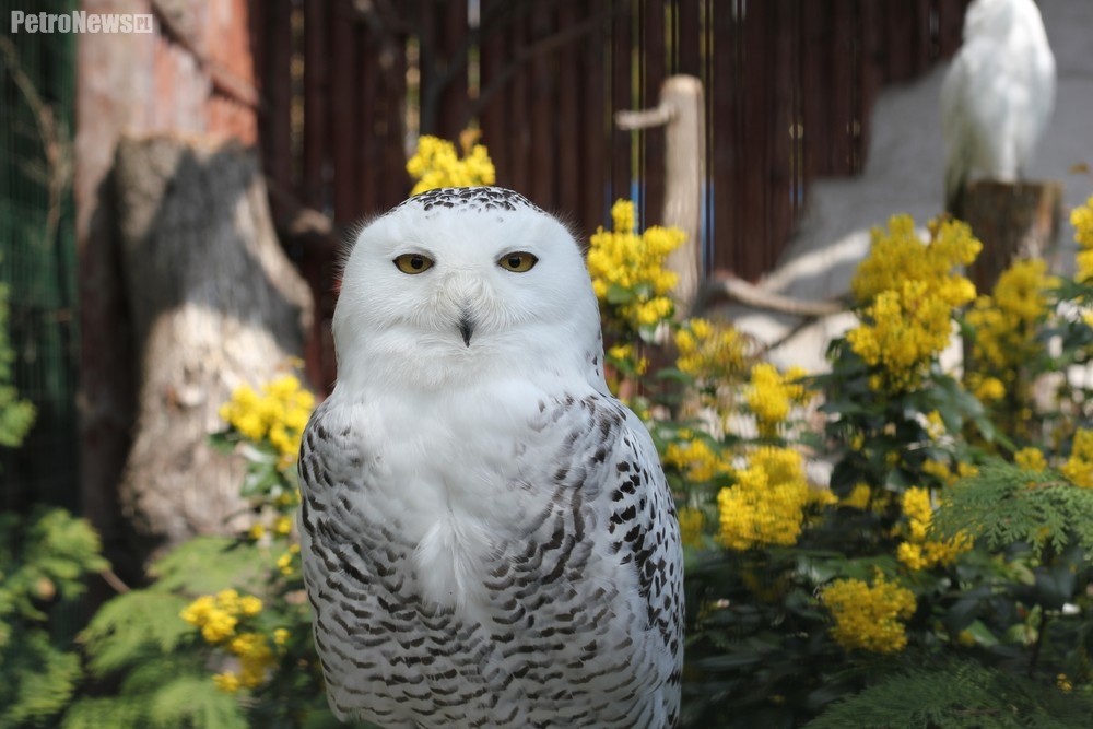 ZOObacz w Płocku: Sowa śnieżna i puszczyk mszarny