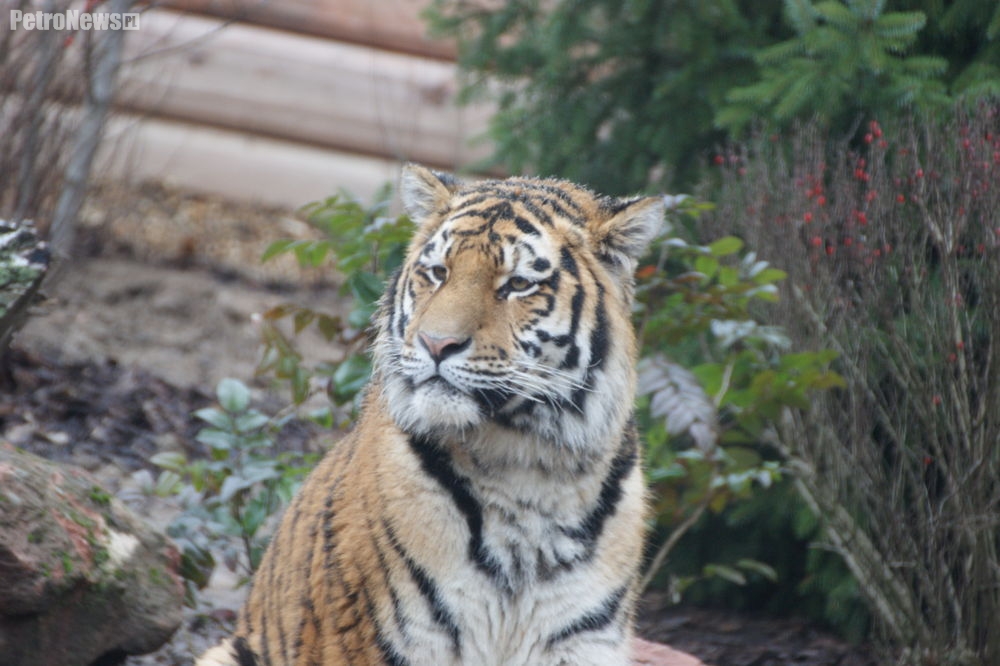 Tygrys, pantera, renifery… Zoo zaprasza na trasę zimowego zwiedzania