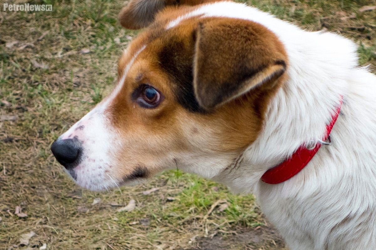 “Przygarnij psiaka” – pomagamy lokatorom schroniska, odc.3