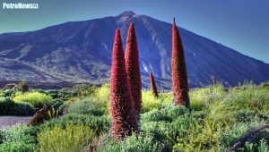 Żmijowiec – charakterystyczna bylina, występująca na szczycie wulkanicznym Teide na Teneryfie – Wyspy Kanaryjskie. Fot. Wikipedia