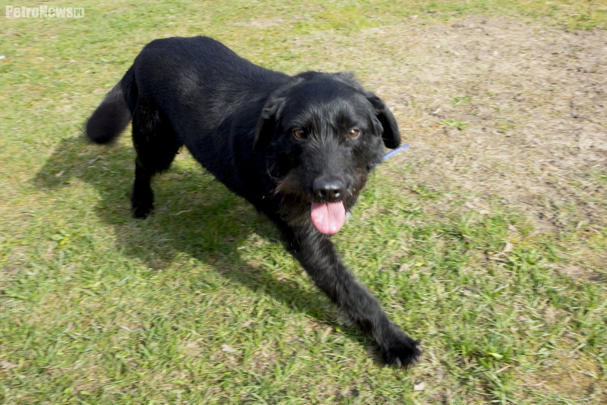 “Przygarnij psiaka” – pomagamy lokatorom schroniska, odc.5