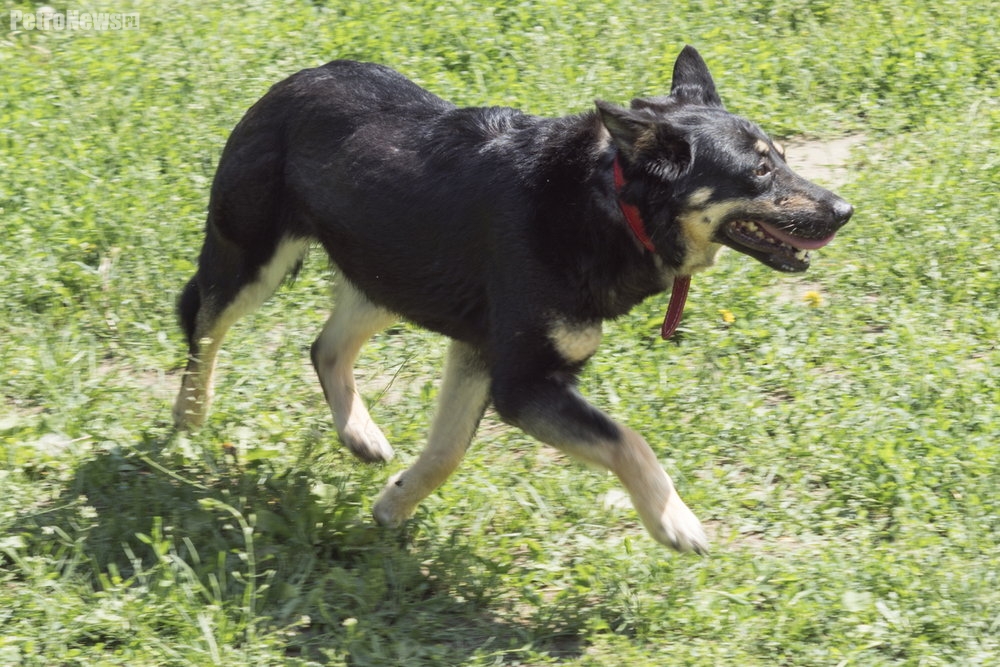 “Przygarnij psiaka” – pomagamy lokatorom płockiego schroniska, odc. 10