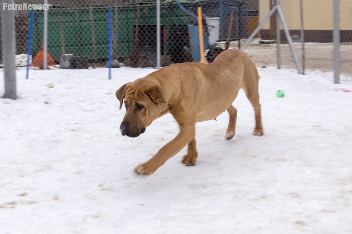 “Przygarnij psiaka” – pomagamy lokatorom płockiego schroniska, odc. 24