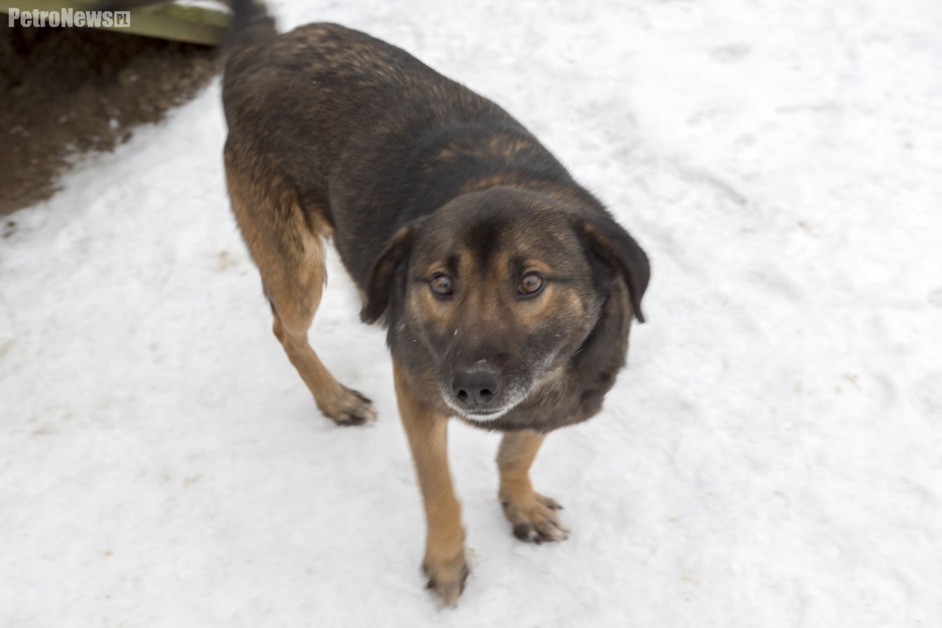 “Przygarnij psiaka” – pomagamy lokatorom płockiego schroniska, odc. 25