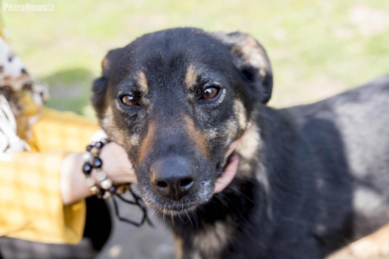 “Przygarnij psiaka” – pomagamy lokatorom płockiego schroniska, odc. 30