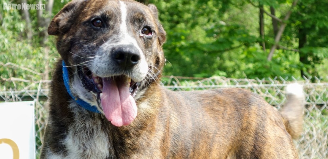 “Przygarnij psiaka” – pomagamy lokatorom płockiego schroniska, odc. 33