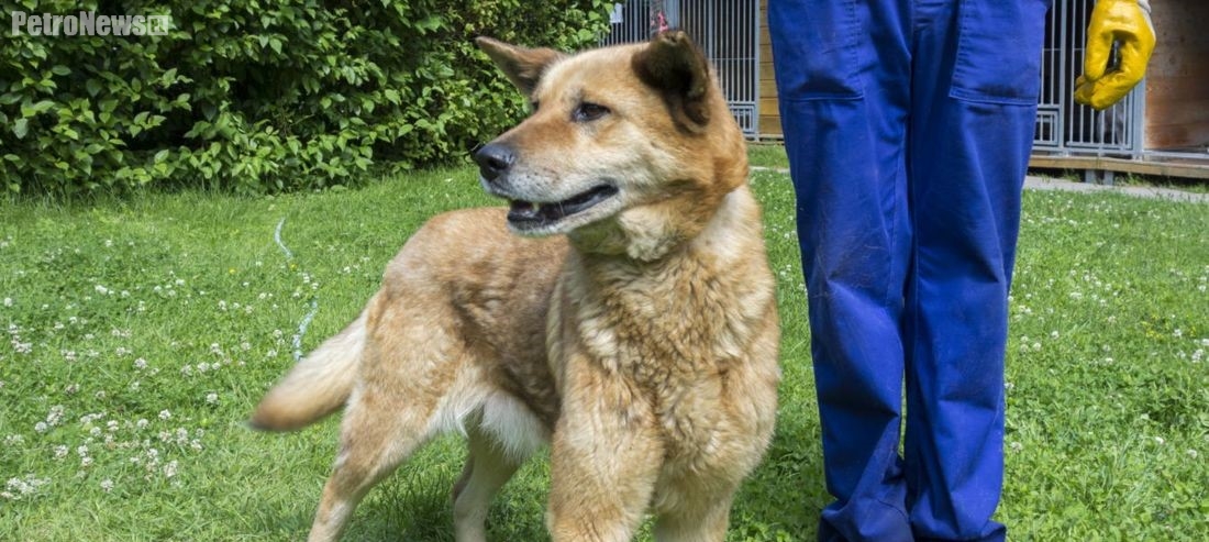 “Przygarnij psiaka” – pomagamy lokatorom płockiego schroniska, odc. 35