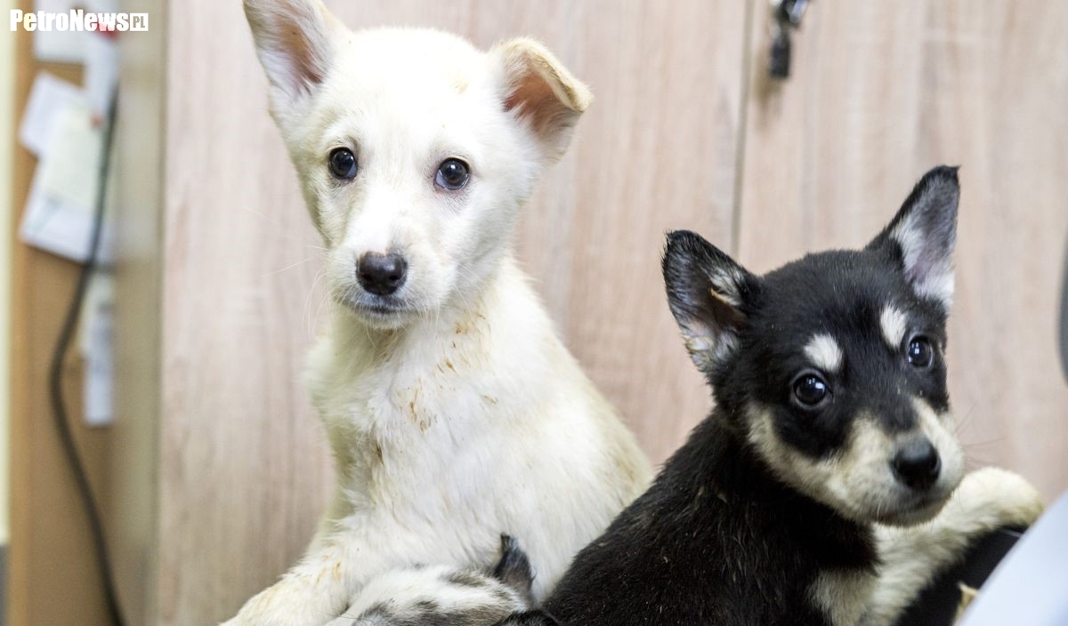 “Przygarnij psiaka” – pomagamy lokatorom płockiego schroniska, odc. 47