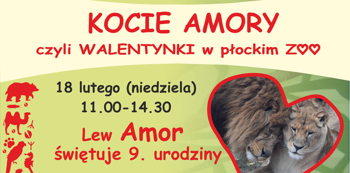 Lew Amor z płockiego zoo zaprasza na swoje urodziny