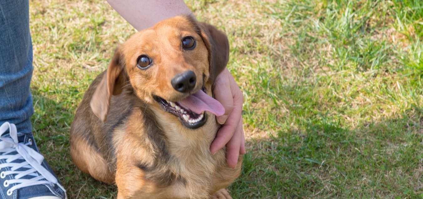 “Przygarnij psiaka” – pomagamy lokatorom płockiego schroniska, odc. 53