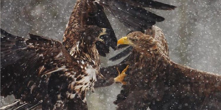 Najlepsze fotografie przyrody z ostatnich 15 lat wystawione w płockim ZOO
