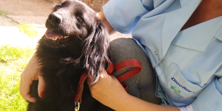 “Przygarnij psiaka” – pomagamy lokatorom płockiego schroniska, odc. 56