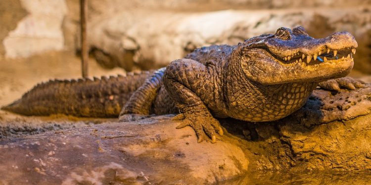 88 urodziny aligatorzycy Marty! Płockie zoo zaprosiło na imprezę