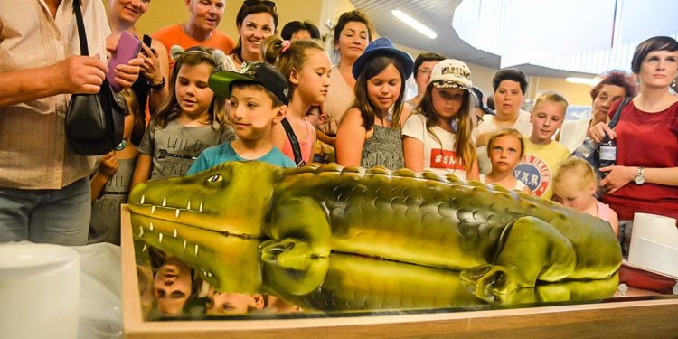 88 urodziny aligatorzycy Marty! Płockie zoo zaprosiło na imprezę