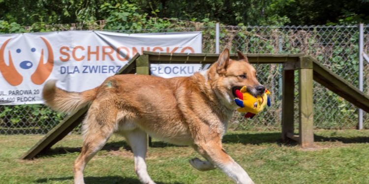 “Przygarnij psiaka” – pomagamy lokatorom płockiego schroniska, odc. 58