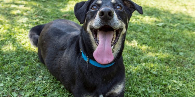 “Przygarnij psiaka” – pomagamy lokatorom płockiego schroniska, odc. 60