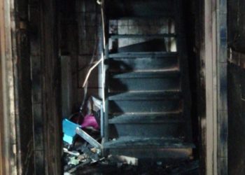 W pożarze spłonęła hodowla kotów rasowych, a dzieci zostały bez domu…