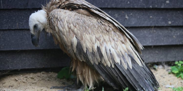 Ptak uznany w Polsce za gatunek wymarły znalazł się w płockim nadleśnictwie