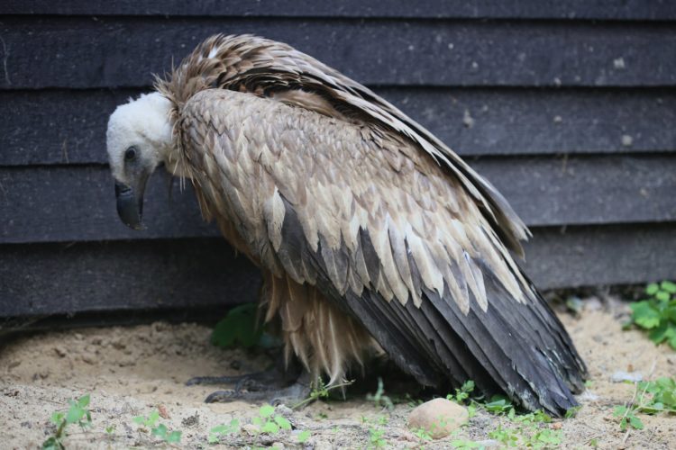 Fot. M. Piątkowski, Nadleśnictwo Płock